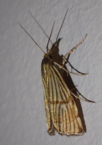 Réf. 327 589 : Chrysocrambus linetella